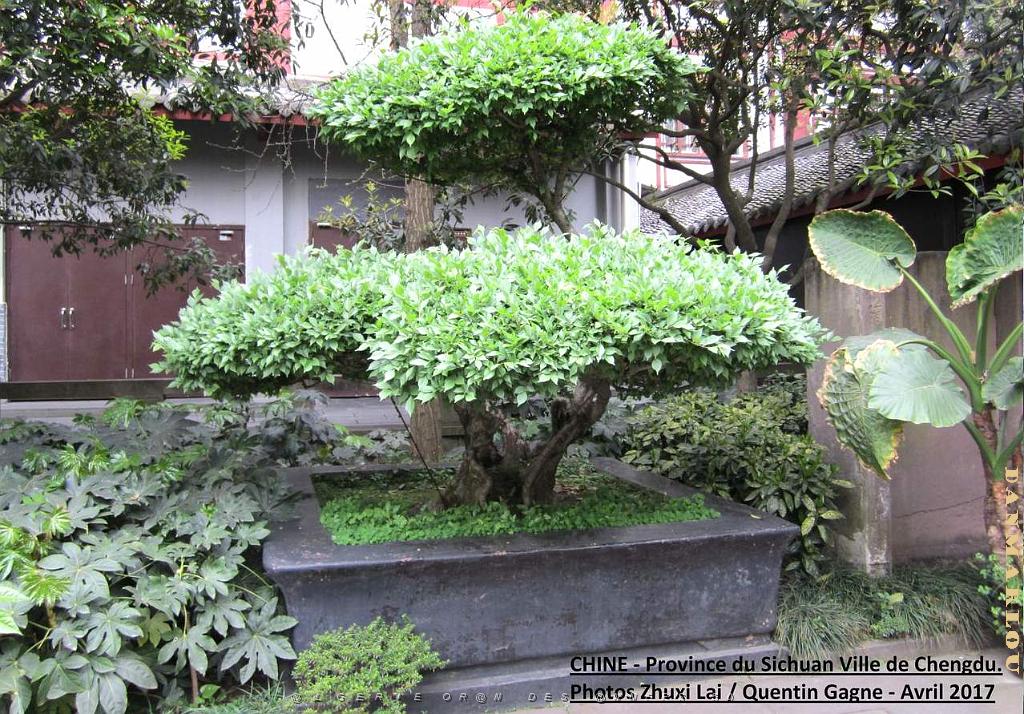 Chengdu avril 2017 - 012.JPG